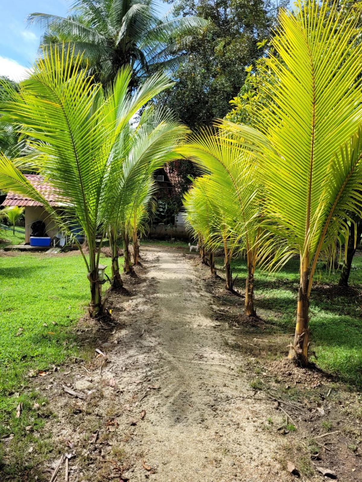 Villas Maria Luisa Uvita Exterior foto